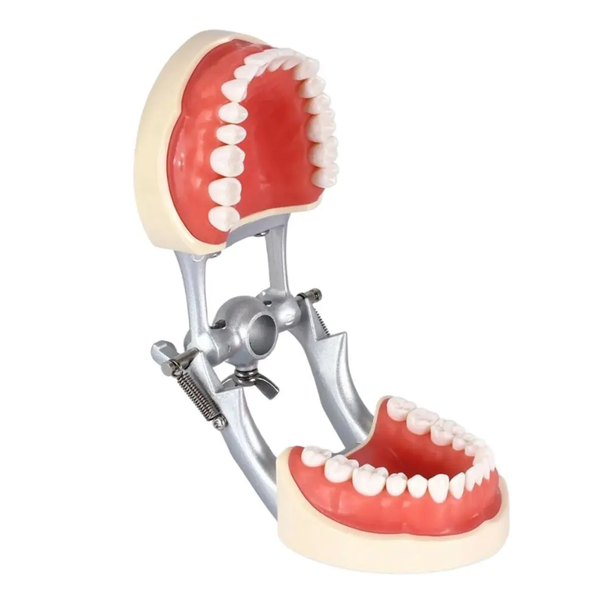 Teeth Model Kilgore NISSIN 200 Type Typodont Model Removable Preparation Teeth 32Pcs
Teeth Model Kilgore NISSIN 200 Type Typodont Model Removable Preparation Teeth 32Pcs