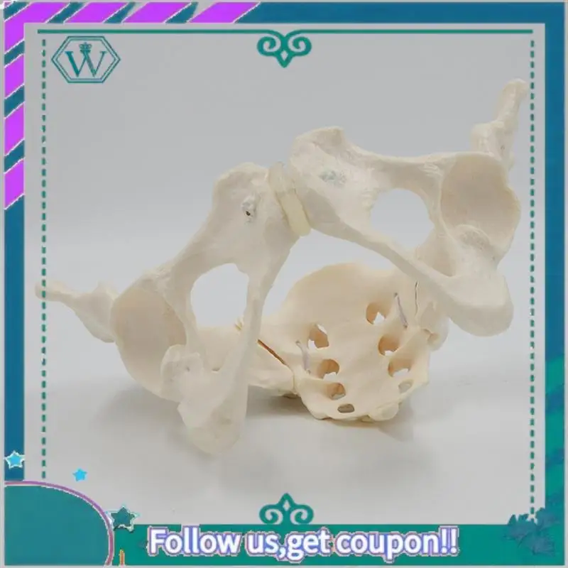 1 Piece 1:1 Female Pelvis Model Life Size Female Pelvic Skeleton Model Anatomy Model For Science Education
1 Piece 1:1 Female Pelvis Model Life Size Female Pelvic Skeleton Model Anatomy Model For Science Education