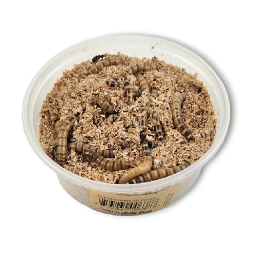 【Spot goods】Superworms 50 Count, 2026 year
【Spot goods】Superworms 50 Count, 2026 year