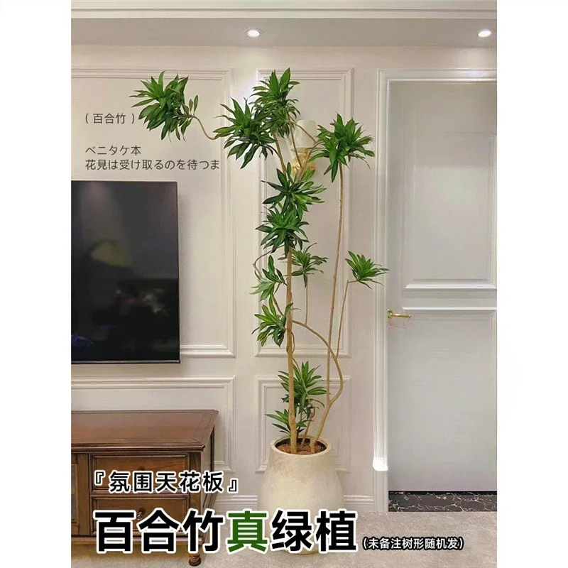 Golden heart lily, bamboo real green plant, indoor large plant potted plant, living room, floor-to-ceiling bonsai office,
Golden heart lily, bamboo real green plant, indoor large plant potted plant, living room, floor-to-ceiling bonsai office,