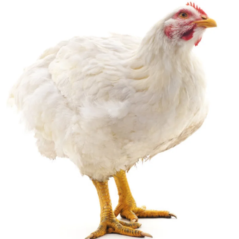 Metal Front Bumper for Tamiya CW-01 Lunch Box Unimog 406 BlackFoot Monster Beetle Upgrade Accessories
Metal Front Bumper for Tamiya CW-01 Lunch Box Unimog 406 BlackFoot Monster Beetle Upgrade Accessories