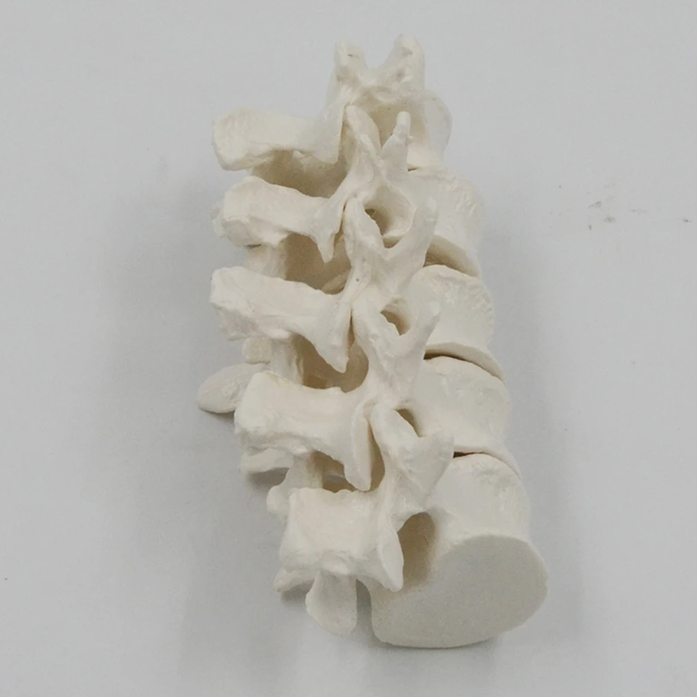 1:1 Spine Model Human Spine Medical Nerve Belt Orthopedics Adult Lumbar Vertebrae Cervical Spine Teaching Model Learning DIY
1:1 Spine Model Human Spine Medical Nerve Belt Orthopedics Adult Lumbar Vertebrae Cervical Spine Teaching Model Learning DIY