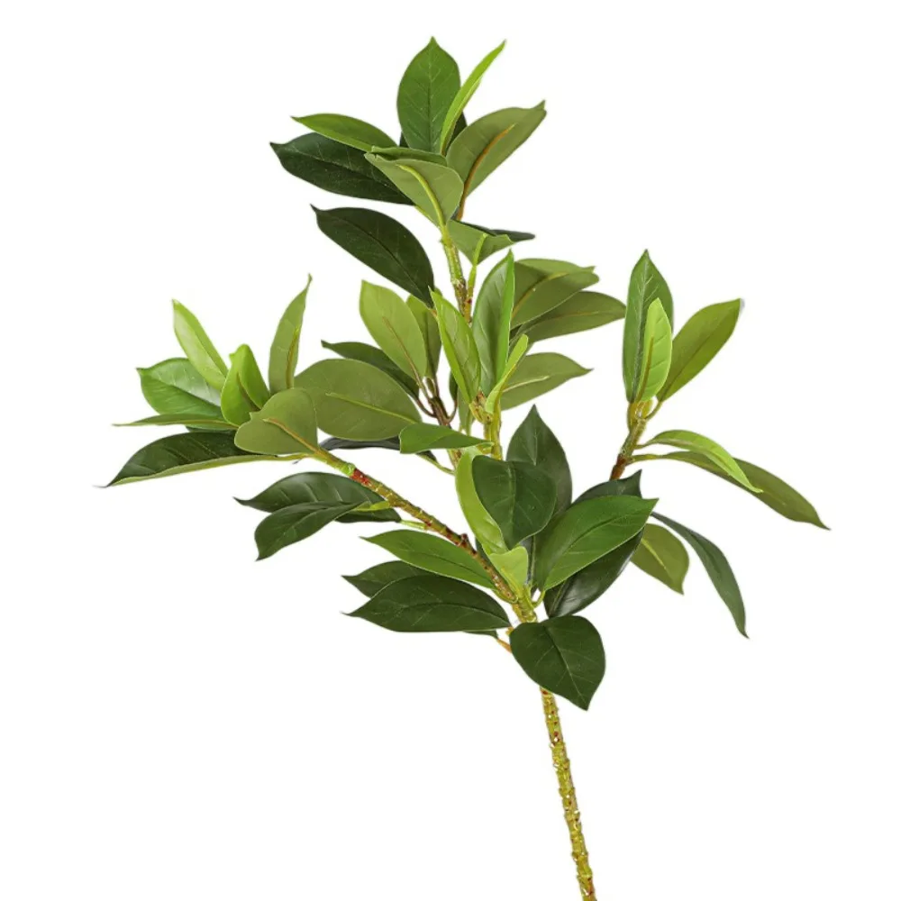 Large Artificial Fagraea Branches Realistic Handmade Artificial Ilex Chinensis Elegant Real Touch Pachira Branches
Large Artificial Fagraea Branches Realistic Handmade Artificial Ilex Chinensis Elegant Real Touch Pachira Branches