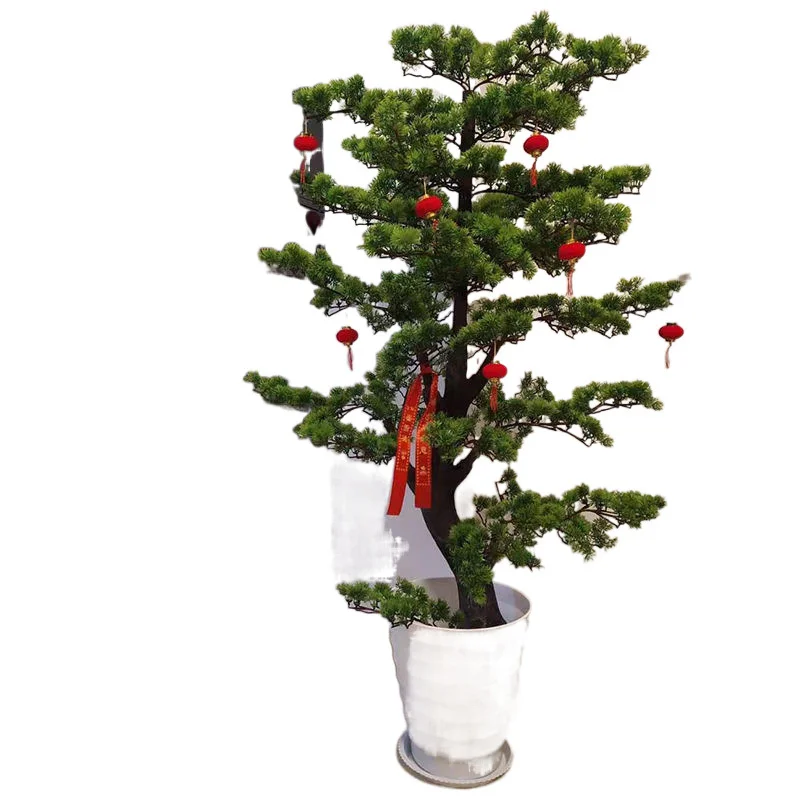 Simulation of welcoming pine bonsai ornaments artificial tree Lohan pine plastic flower potted plants
Simulation of welcoming pine bonsai ornaments artificial tree Lohan pine plastic flower potted plants