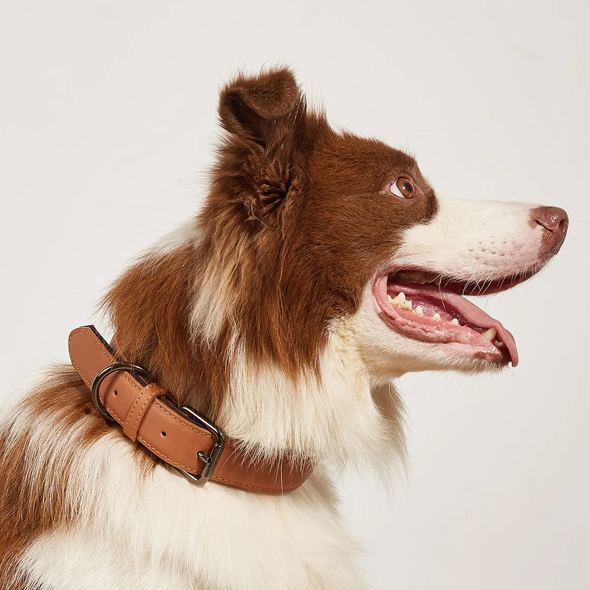 New pet leather collar tarp adjustable dog collar medium puppy dog collar
New pet leather collar tarp adjustable dog collar medium puppy dog collar