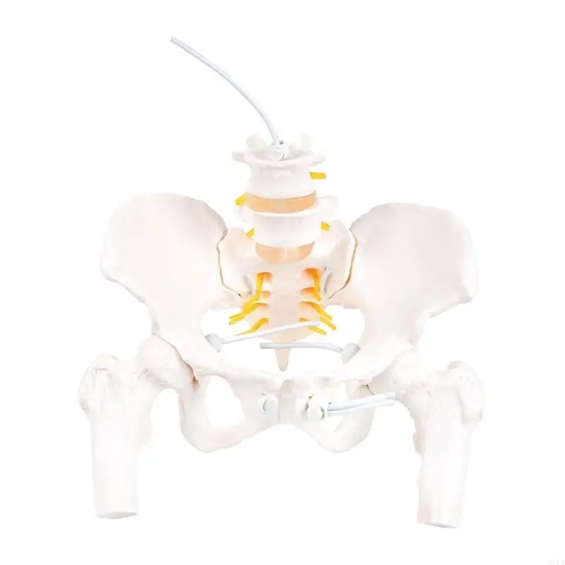 Q6PA Human Cervical Vertebra Carotid Artery Flexible Spine Model Human Cervical Vertebrae Model Lumbar Vertebral Model
Q6PA Human Cervical Vertebra Carotid Artery Flexible Spine Model Human Cervical Vertebrae Model Lumbar Vertebral Model
