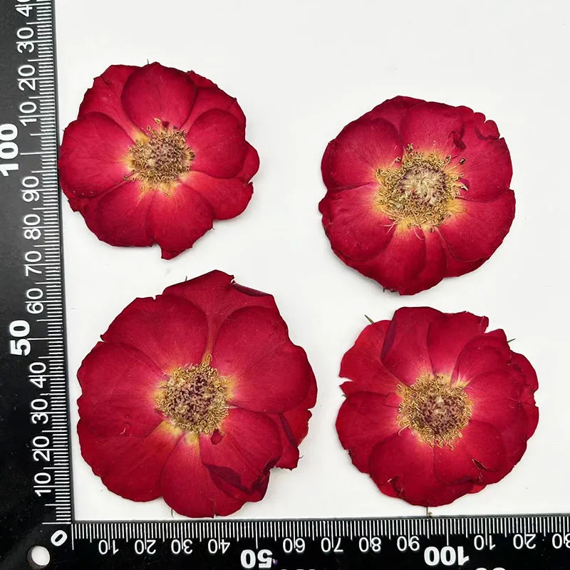60Pcs Natural Plant Dried Flowers, Large Flower Rose Series, Mixed Color Resin Crafts, Pressed Flower Frames, Handmade Materials, Plant Specimens
60Pcs Natural Plant Dried Flowers, Large Flower Rose Series, Mixed Color Resin Crafts, Pressed Flower Frames, Handmade Materials, Plant Specimens