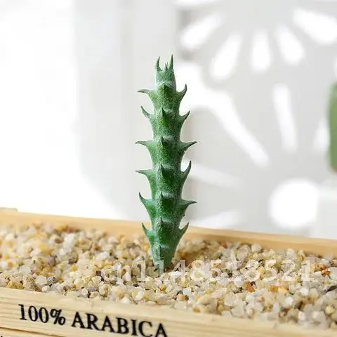 1Pc Flocking Artificial Succulents Plants Green Purple Red Home Garden Decoration Flower Arrangement Plant Bathroom Accessories
1Pc Flocking Artificial Succulents Plants Green Purple Red Home Garden Decoration Flower Arrangement Plant Bathroom Accessories