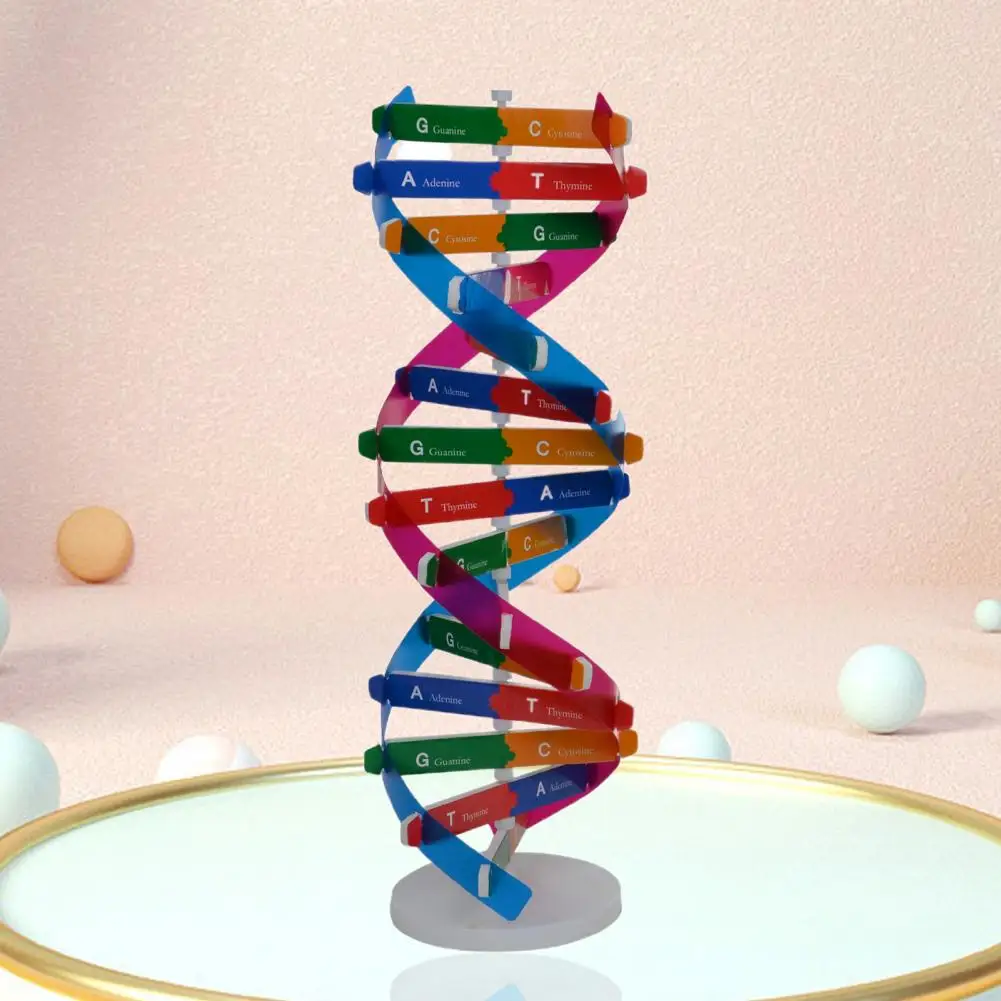 DNA Models Double Helix Structure Teaching Toy ABS Double Helix DIY Human Genes for Biological Science
DNA Models Double Helix Structure Teaching Toy ABS Double Helix DIY Human Genes for Biological Science