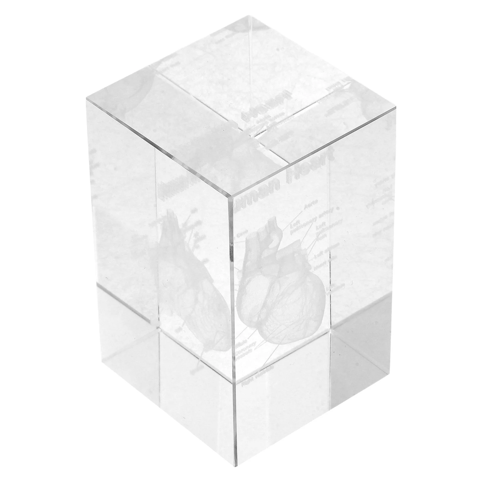 3D Crystal Human Heart Anatomy Detailed Internal Engraving Paperweight Science Decor Medical Study Display Heart Anatomy Model 
3D Crystal Human Heart Anatomy Detailed Internal Engraving Paperweight Science Decor Medical Study Display Heart Anatomy Model