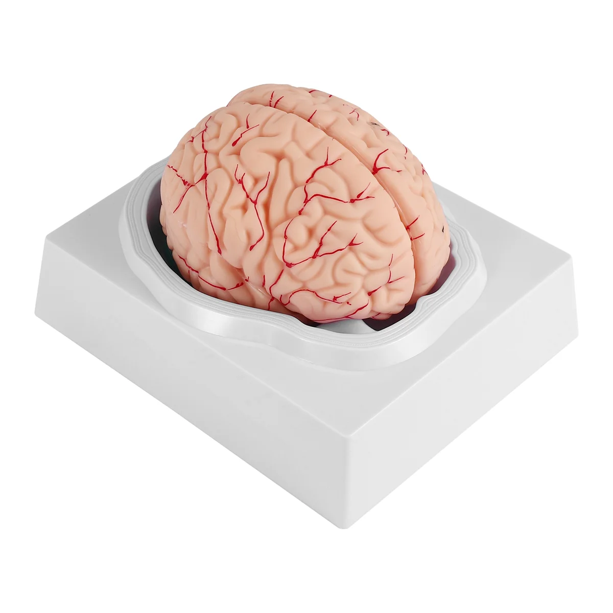 A75K Human Brain,Life Size Human Brain Anatomy Model with Display Base, for Science Classroom Study & Teaching Display B
A75K Human Brain,Life Size Human Brain Anatomy Model with Display Base, for Science Classroom Study & Teaching Display B