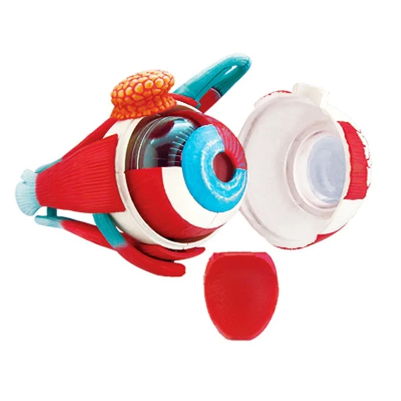 4d Eye Human Eyeball Iris Pupil Crystalline Anatomy Model Puzzle Assembling Medical School Student Teaching Anatomical Aid
4d Eye Human Eyeball Iris Pupil Crystalline Anatomy Model Puzzle Assembling Medical School Student Teaching Anatomical Aid