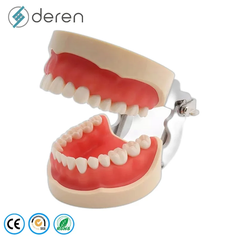 32 Dental Typodont Standard Teeth Model with Screw-In Teeth PVC Material for Dental Training Practice
32 Dental Typodont Standard Teeth Model with Screw-In Teeth PVC Material for Dental Training Practice