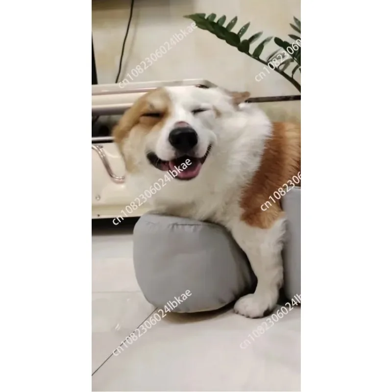 Standing aid for elderly dogs, non-slip joint dog sofa cushion chair S M D
Standing aid for elderly dogs, non-slip joint dog sofa cushion chair S M D