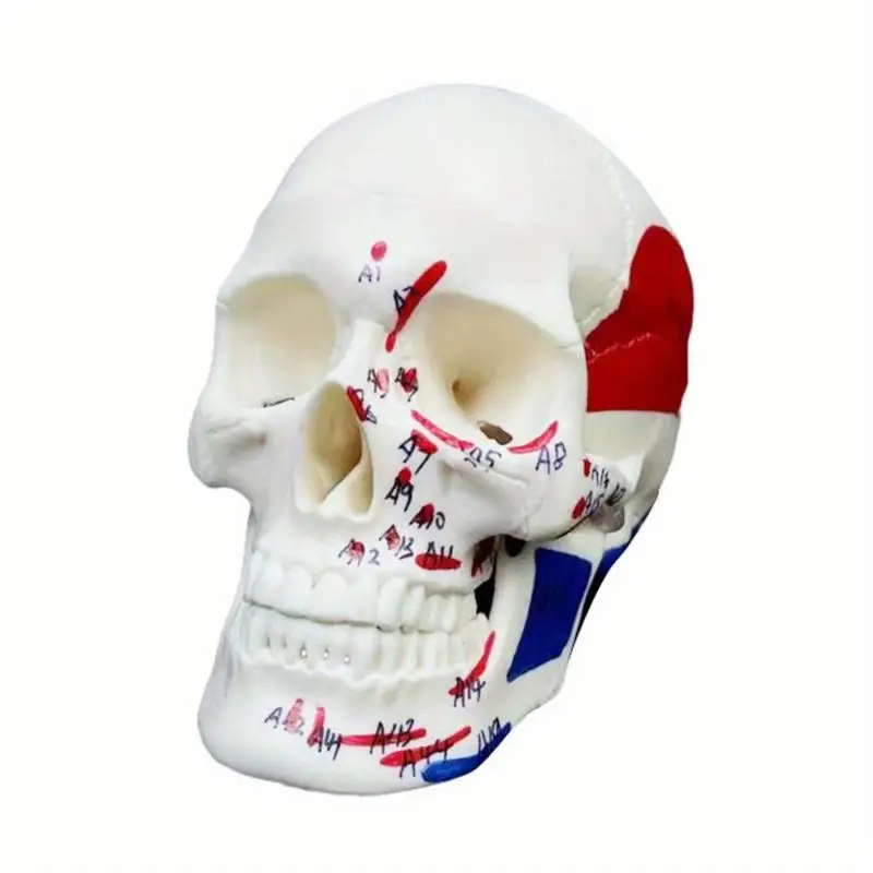 1pcs Small White Head Human Skeleton Anatomy Teaching Model with Muscle Starting and Ending Points
1pcs Small White Head Human Skeleton Anatomy Teaching Model with Muscle Starting and Ending Points