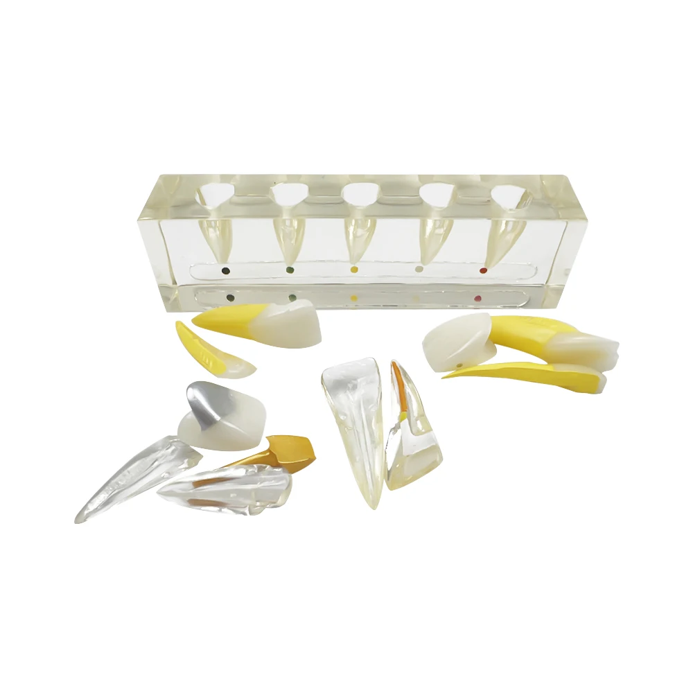 Transparent Endodontic Tooth Model Dental Pulp Clinical Model With Removable Teeth For Teaching Studying Education Demonstration
Transparent Endodontic Tooth Model Dental Pulp Clinical Model With Removable Teeth For Teaching Studying Education Demonstration