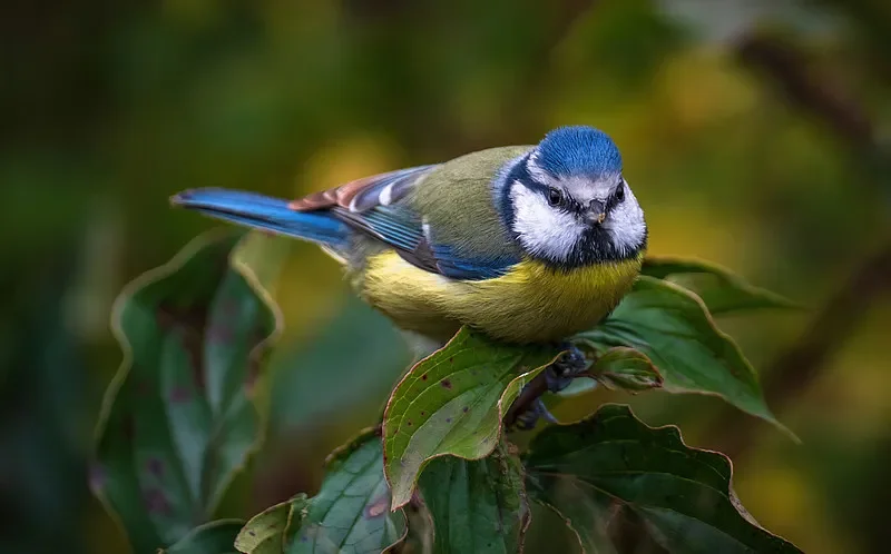 SKYZONE Cobra X V4 FPV Goggles - 1280x720, 5.8G 48CH RapidMix RX, 60FPS DVR, HDMI/Head Tracker
SKYZONE Cobra X V4 FPV Goggles - 1280x720, 5.8G 48CH RapidMix RX, 60FPS DVR, HDMI/Head Tracker