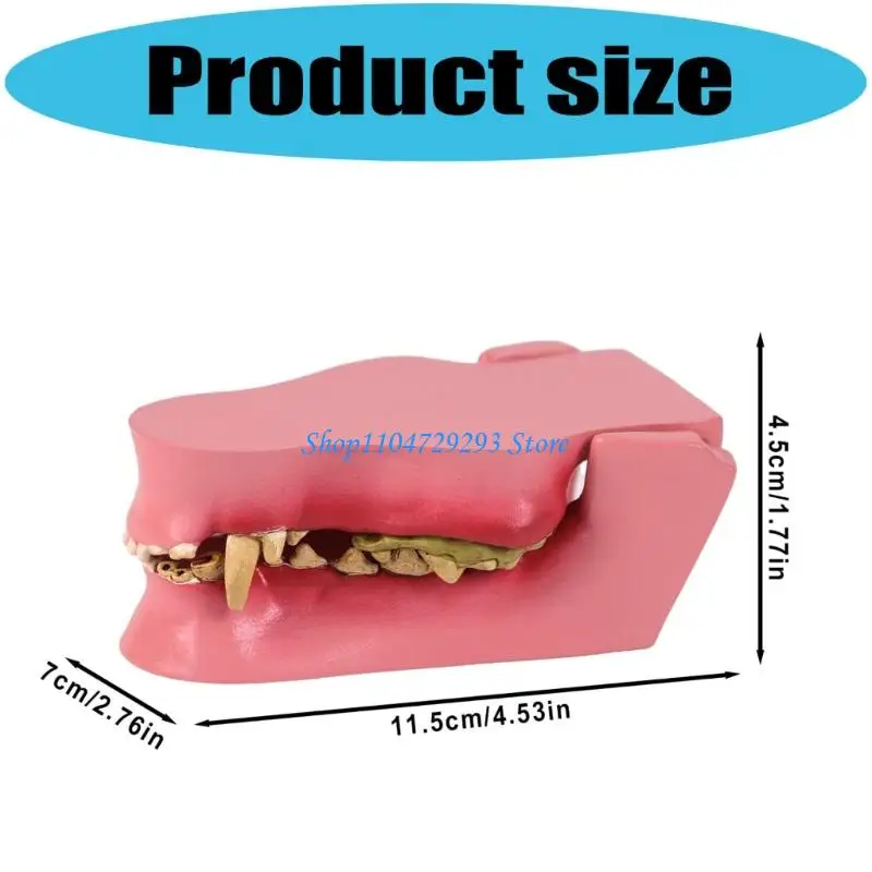 Accurate Canine Teeth Model for Veterinary Anatomy Lessons Boosting Learning
Accurate Canine Teeth Model for Veterinary Anatomy Lessons Boosting Learning