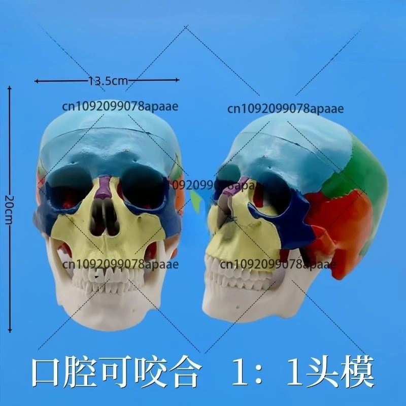 Имитация полости рта, цветная модель головы, стоматологические учебные пособия, череп, медицинский череп, образец головы, съемная модель
Имитация полости рта, цветная модель головы, стоматологические учебные пособия, череп, медицинский череп, образец головы, съемная модель