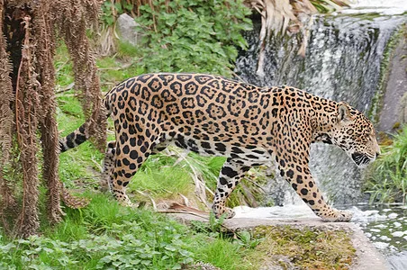 Приводные валы передней и задней осей для 1/12 MN82T LC79 MN82S MN82Pro MN82
Приводные валы передней и задней осей для 1/12 MN82T LC79 MN82S MN82Pro MN82