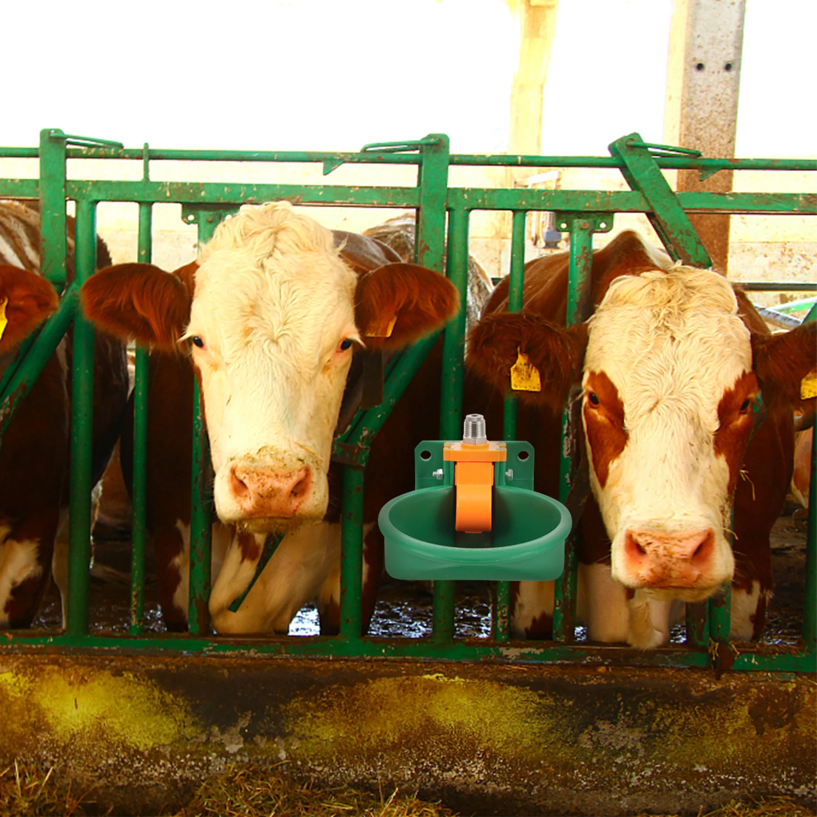 Automatic Livestock Plastic Bowl Cattle Water Bowl Cattle Sheep Livestock Water Fountain Pigs Dogs Farm Use
Automatic Livestock Plastic Bowl Cattle Water Bowl Cattle Sheep Livestock Water Fountain Pigs Dogs Farm Use