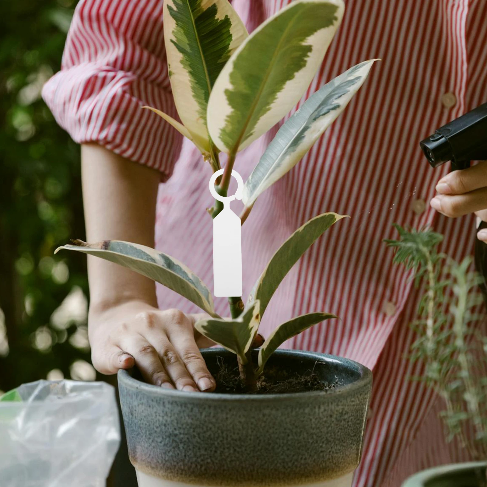 200 Pcs Labels Garden Plant Vegetable Seedling Markers Tree Tags for Labeling Simple Plants Outdoor
200 Pcs Labels Garden Plant Vegetable Seedling Markers Tree Tags for Labeling Simple Plants Outdoor