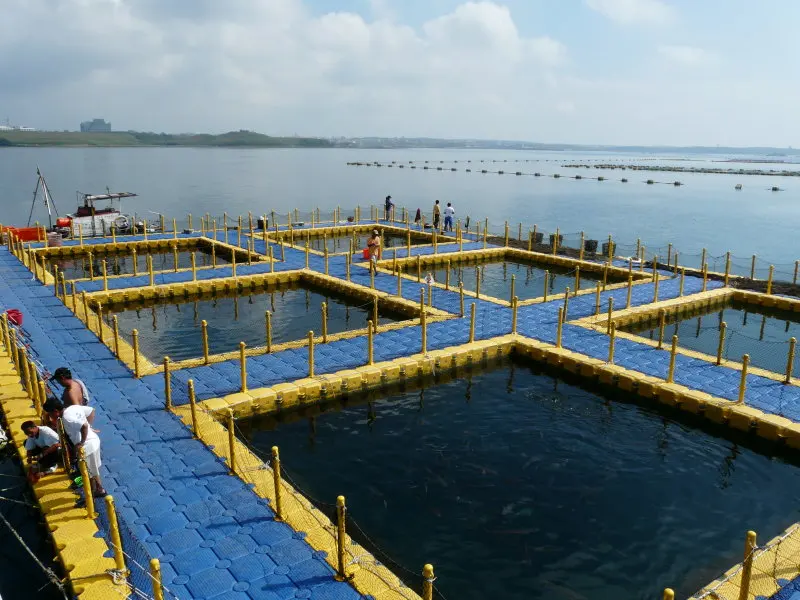 High Lifespan HDPE Pontoon Tubes Fishing Float Modular Cube Floating Dock with 15-Year Lifespan 500x500x400mm 350kg/m Buoyancy
High Lifespan HDPE Pontoon Tubes Fishing Float Modular Cube Floating Dock with 15-Year Lifespan 500x500x400mm 350kg/m Buoyancy