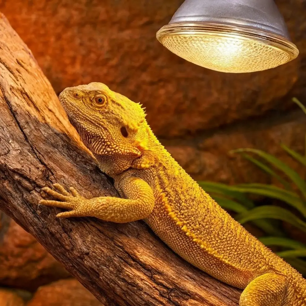 Durable Full Spectrum Led Reptile Lamp Dimmable Glass Bulb Pet Heating Bulb 25/50/75/100W E27 Base UVA Light Bulb Pet Amphibians
Durable Full Spectrum Led Reptile Lamp Dimmable Glass Bulb Pet Heating Bulb 25/50/75/100W E27 Base UVA Light Bulb Pet Amphibians