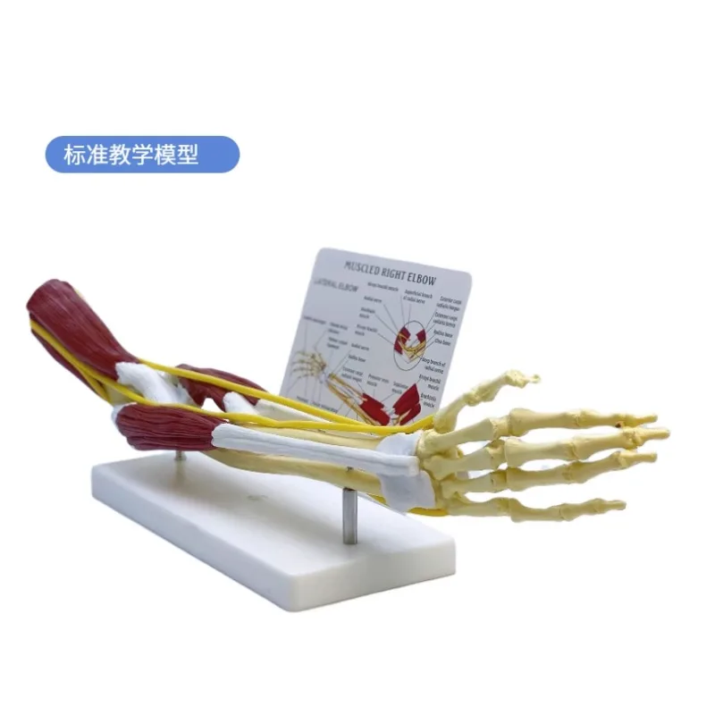 Anatomy 1:1 Life Size Human Limb Muscle Arm Joint Ligament Function Anatomical Model Bone Skeleton Medical Teaching
Anatomy 1:1 Life Size Human Limb Muscle Arm Joint Ligament Function Anatomical Model Bone Skeleton Medical Teaching
