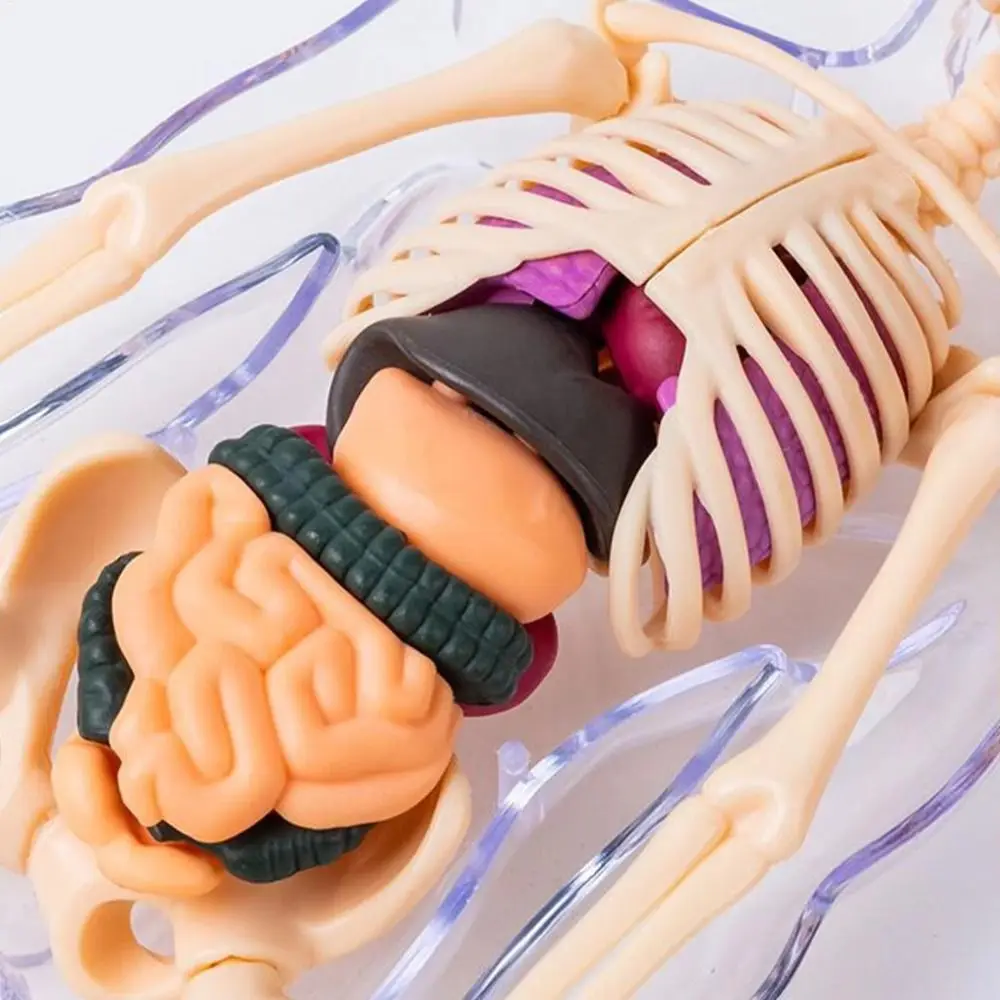 Plastics 3d Human Torso Model DIY Mannequin Transparent Science Cognitive Puzzle Education Construction Skeleton Model
Plastics 3d Human Torso Model DIY Mannequin Transparent Science Cognitive Puzzle Education Construction Skeleton Model