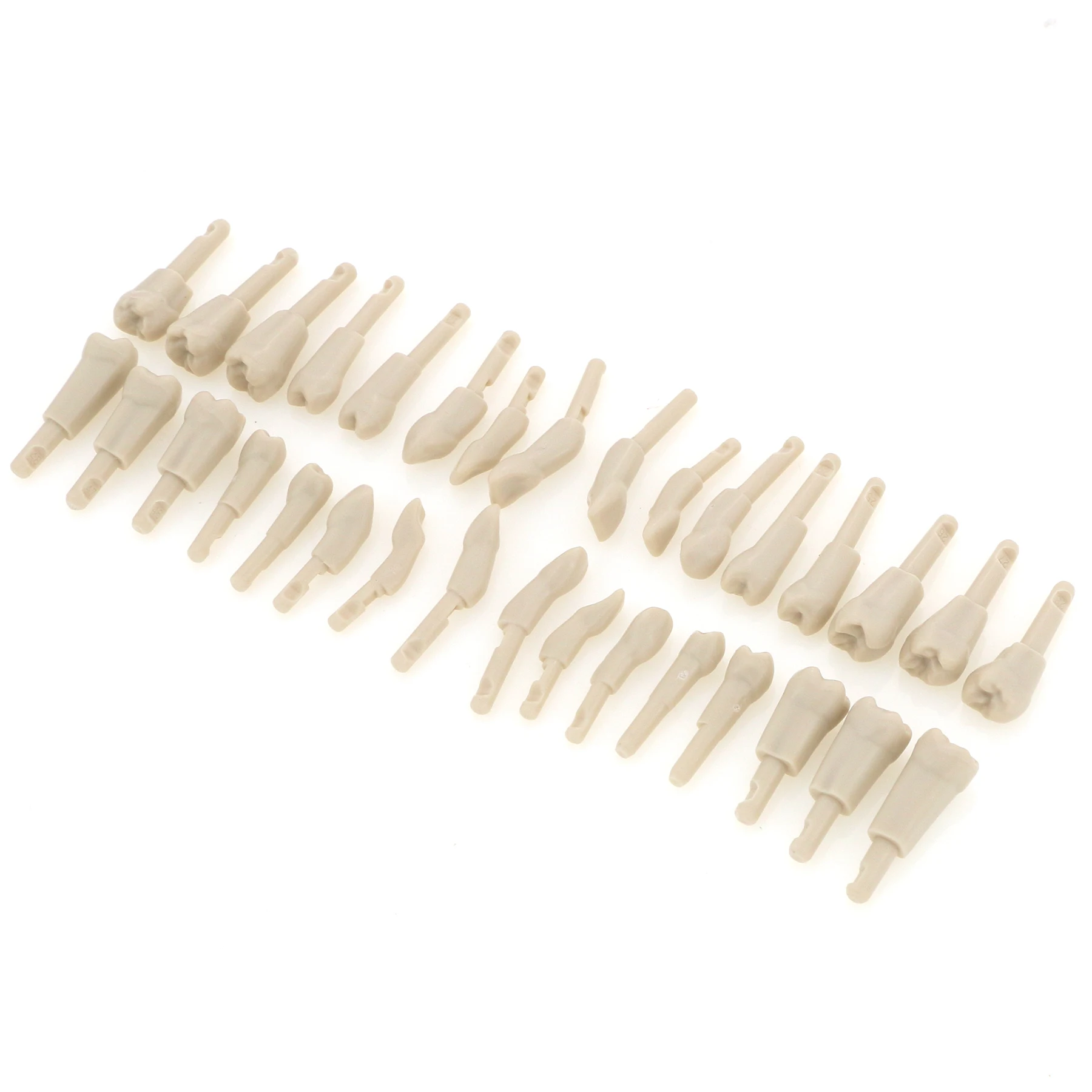 Dental Teeth 32Pcs Model Removable Compatible With KaVo Basic Teeth teeth Retention Mechanism Teach and Practice
Dental Teeth 32Pcs Model Removable Compatible With KaVo Basic Teeth teeth Retention Mechanism Teach and Practice