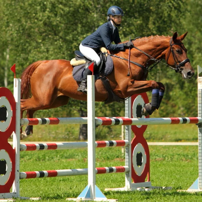 Weisien Inflatable Jumping Cups Horse Show Saddle Pad with Baby Jump Cup Horse Jumping Training Equipment
Weisien Inflatable Jumping Cups Horse Show Saddle Pad with Baby Jump Cup Horse Jumping Training Equipment