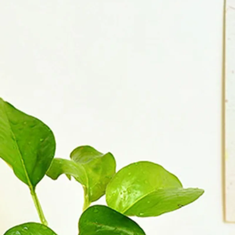 Orange Fruit Shaped Vase Reproduction Enamel Vase Desktop Art Vase Desktop Decoration Bouquet Centerpiece
Orange Fruit Shaped Vase Reproduction Enamel Vase Desktop Art Vase Desktop Decoration Bouquet Centerpiece