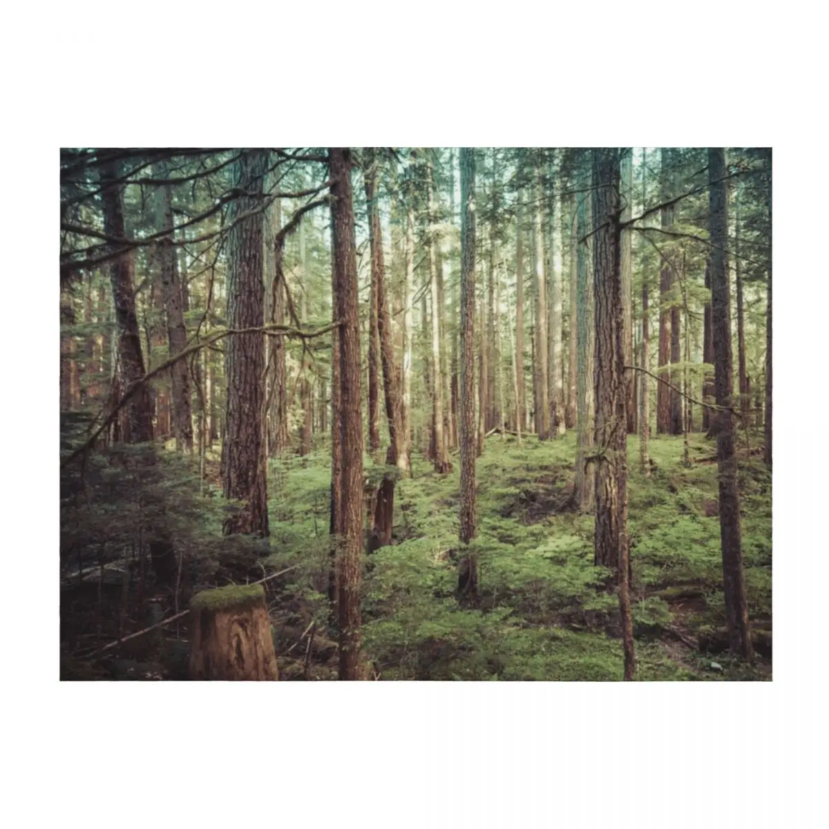 Forest Trees - Tree Woods Green Nature Outdoor Adventure Throw Blanket Bed Hairy Multi-Purpose Blankets
Forest Trees - Tree Woods Green Nature Outdoor Adventure Throw Blanket Bed Hairy Multi-Purpose Blankets