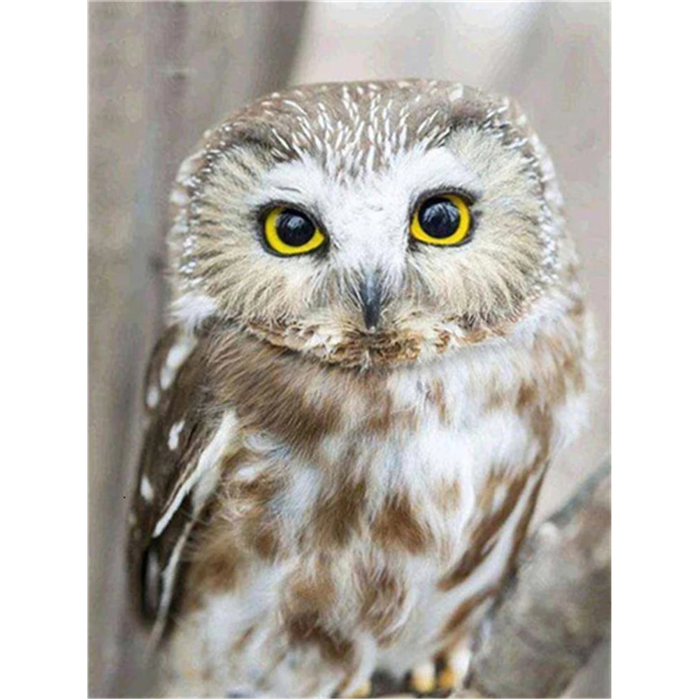 Bird Owl Animal DIY Cross Stitch 11CT Embroidery Kits Needlework Craft Set Printed Canvas Cotton Thread Home Dropshipping
Bird Owl Animal DIY Cross Stitch 11CT Embroidery Kits Needlework Craft Set Printed Canvas Cotton Thread Home Dropshipping