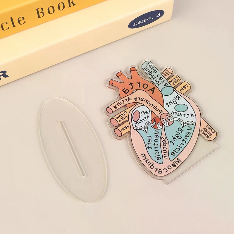 2D Heart Anatomy Acrylic Model - Educational And Decorative Teaching Tool For Home Office Classroom Clinic Medical Office
2D Heart Anatomy Acrylic Model - Educational And Decorative Teaching Tool For Home Office Classroom Clinic Medical Office