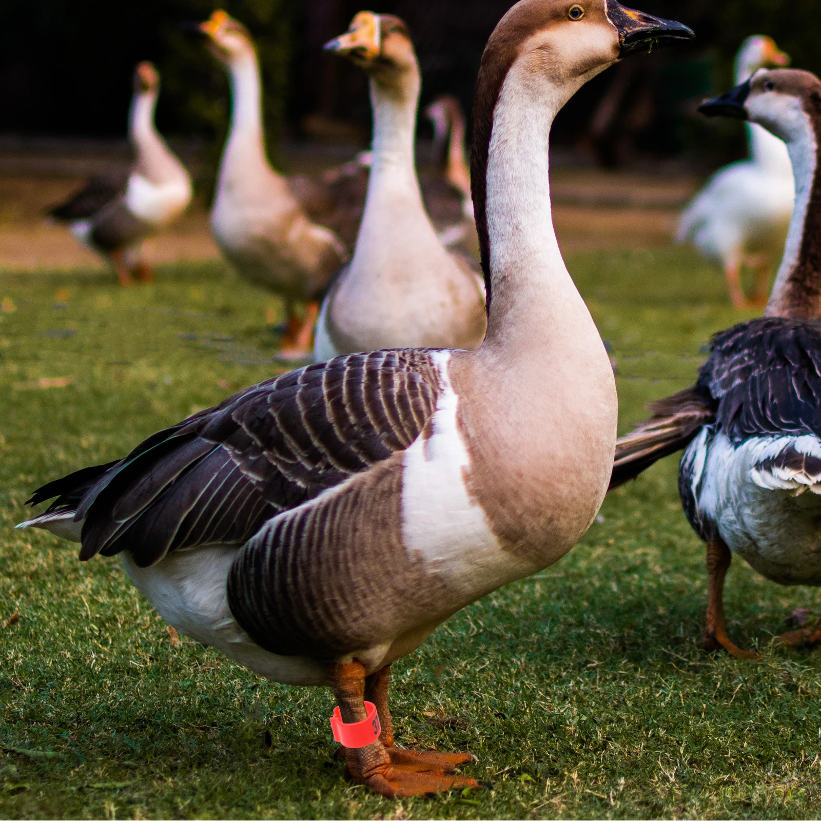 100Pcs Meat Pigeon Leg Rings Aluminum Bird Leg Bands for Chicken Pigeon Duck Hen Parrot Small Bird Foot Identification Markers
100Pcs Meat Pigeon Leg Rings Aluminum Bird Leg Bands for Chicken Pigeon Duck Hen Parrot Small Bird Foot Identification Markers