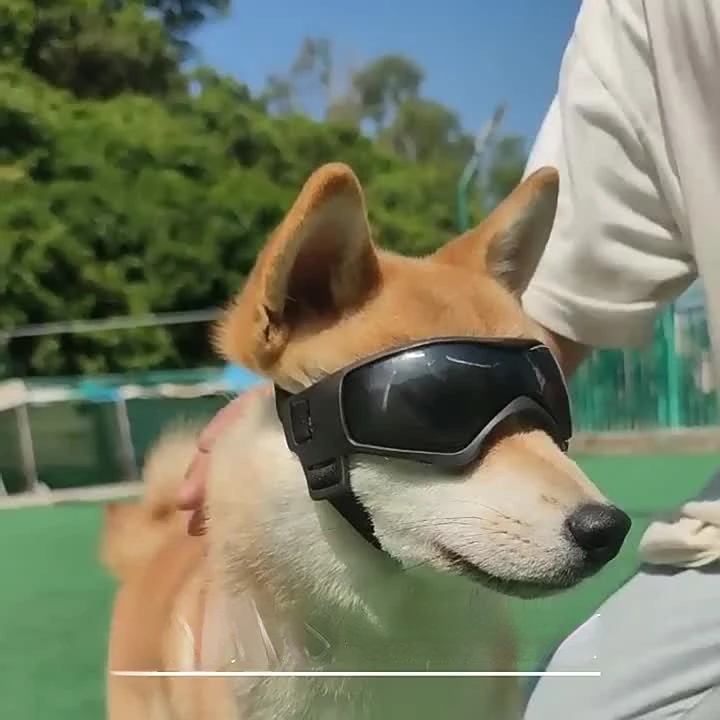 New Pet Cool Glasses UV Protection Soft Frame Dog Goggles Sunglasses Dog Supplies
New Pet Cool Glasses UV Protection Soft Frame Dog Goggles Sunglasses Dog Supplies