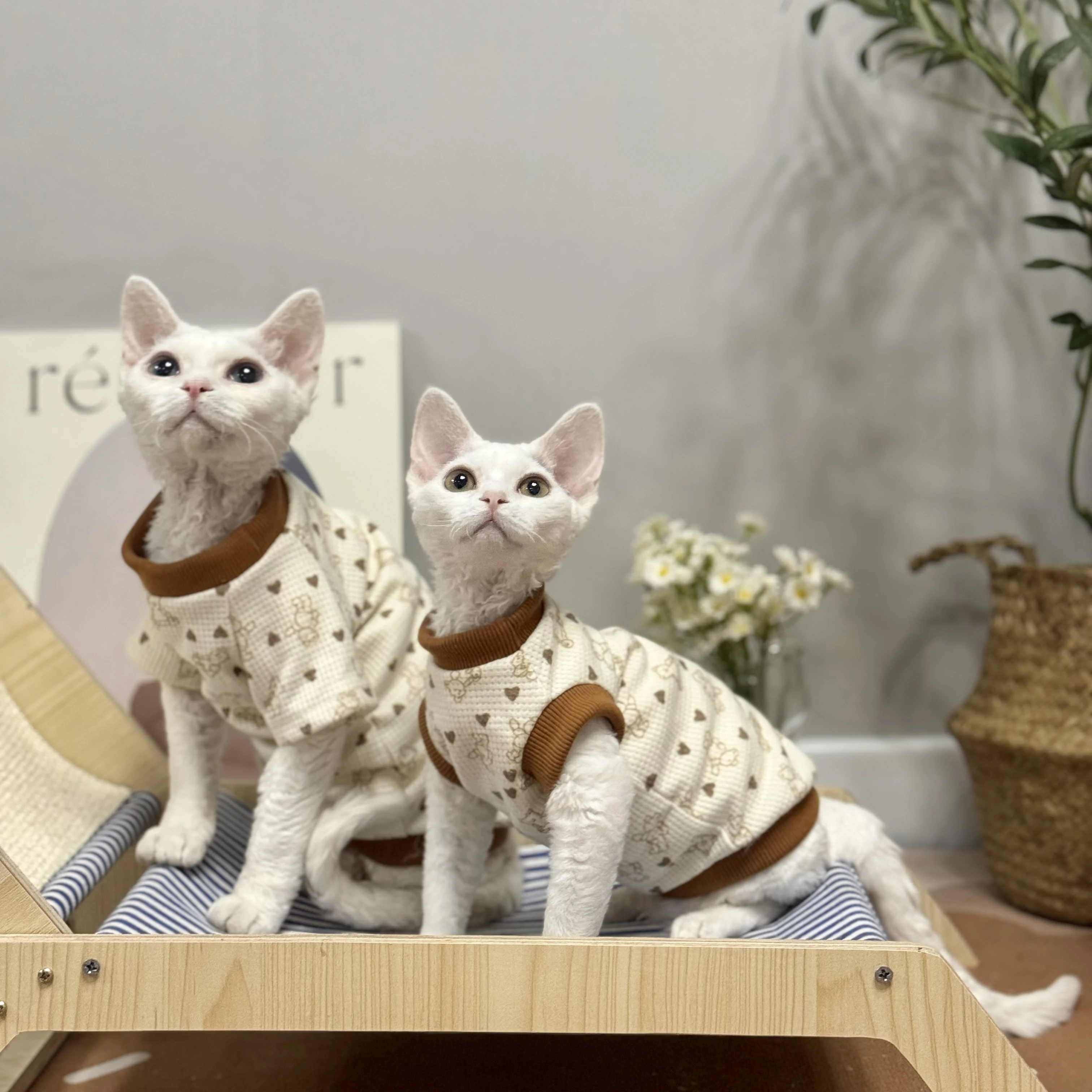 Autumn Winter Clothing for Cats Cotton Vest Short Sleeves Bear T-shirt for Sphynx Fashion Soft Coat for Kittens Devon Rex
Autumn Winter Clothing for Cats Cotton Vest Short Sleeves Bear T-shirt for Sphynx Fashion Soft Coat for Kittens Devon Rex