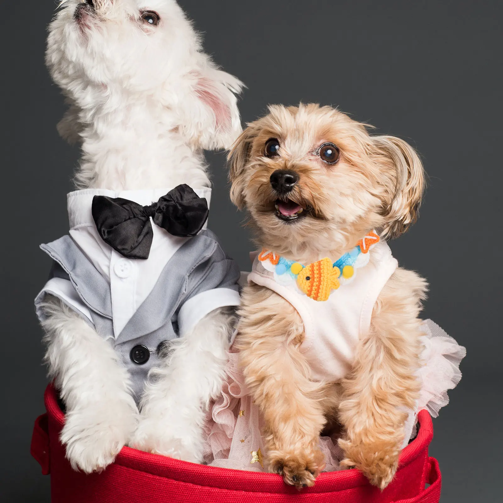 Cat Collar Kitten Neckwear Adjustable Cartoon Pattern Small Pets Fashion Difference Woolen Yarn Knitted Pet Accessories 
Cat Collar Kitten Neckwear Adjustable Cartoon Pattern Small Pets Fashion Difference Woolen Yarn Knitted Pet Accessories