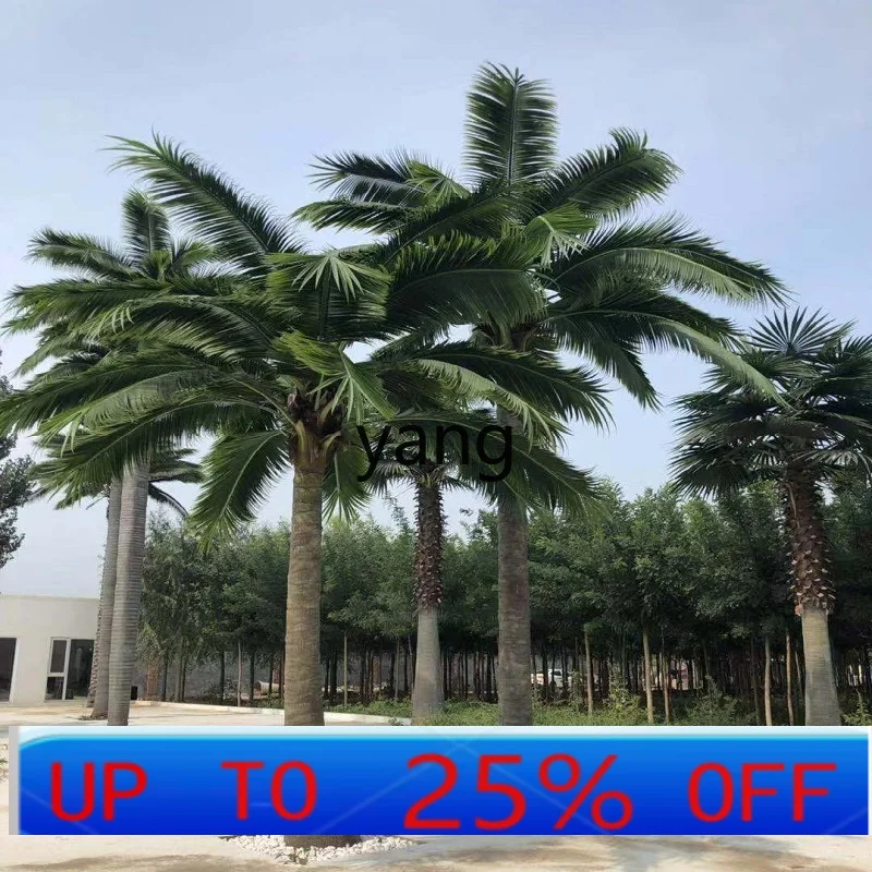 LM Imitation Coconut Tree Landscaping Indoor and Outdoor Green Plant Decoration Palm Tree Tropical Landscape Fake Bonsai
LM Imitation Coconut Tree Landscaping Indoor and Outdoor Green Plant Decoration Palm Tree Tropical Landscape Fake Bonsai