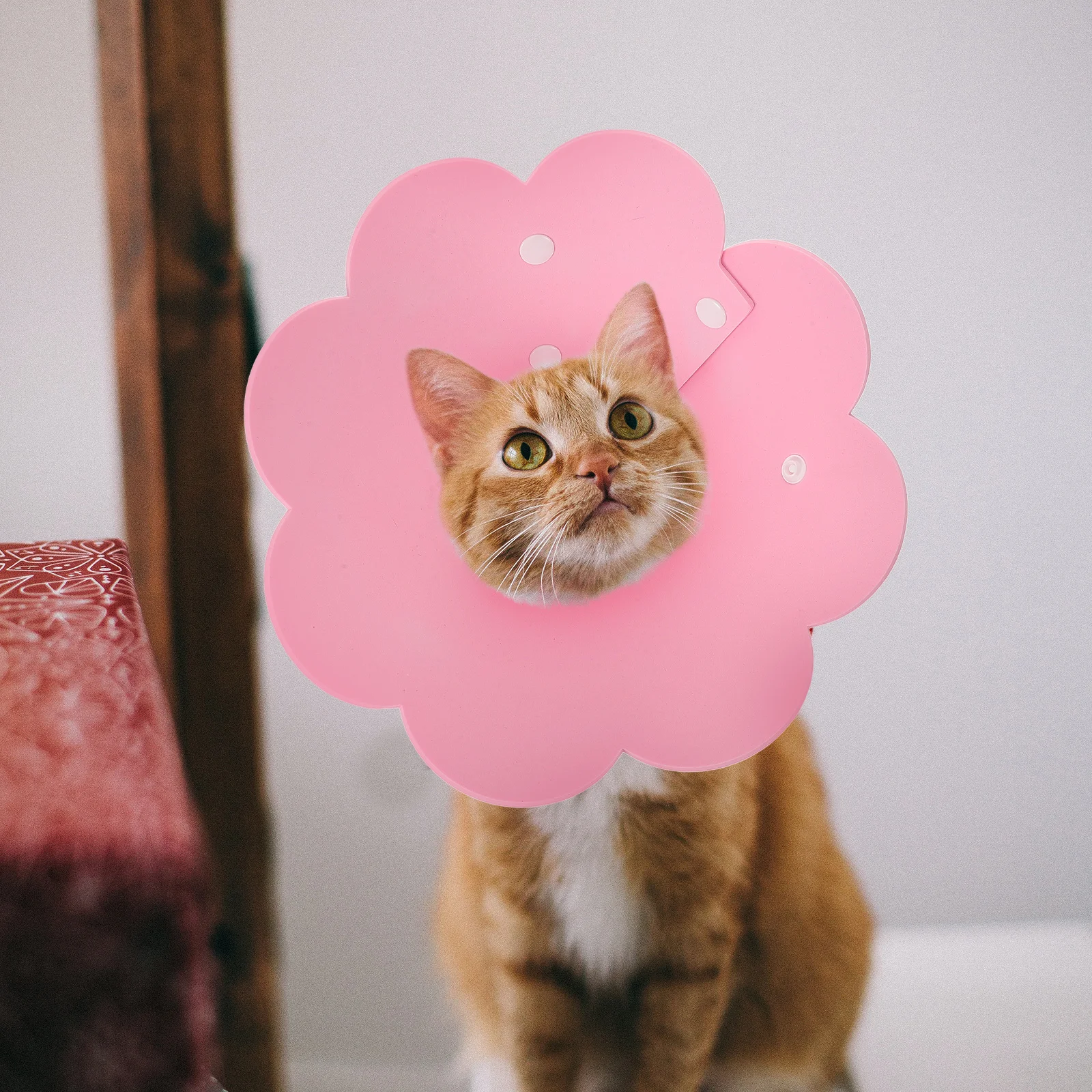 Cartoon Designed Cat Collar Soft Cone Sponge Neck Protective Cover Breathing Friendly Material Pet Recovery Supplies
Cartoon Designed Cat Collar Soft Cone Sponge Neck Protective Cover Breathing Friendly Material Pet Recovery Supplies