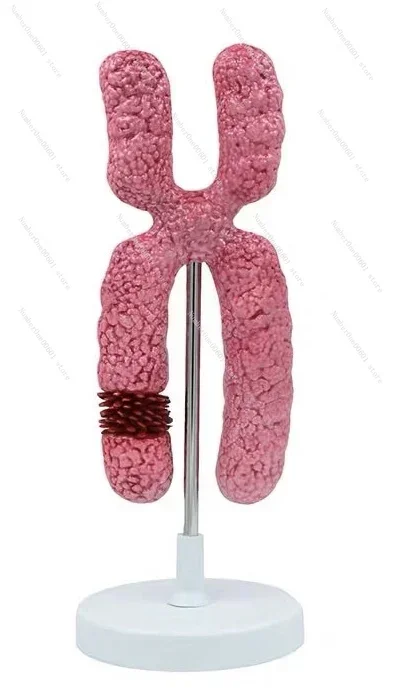 X Chromosome Model Meiosis Middle School Biology Teaching Experimental Teaching Aids
X Chromosome Model Meiosis Middle School Biology Teaching Experimental Teaching Aids