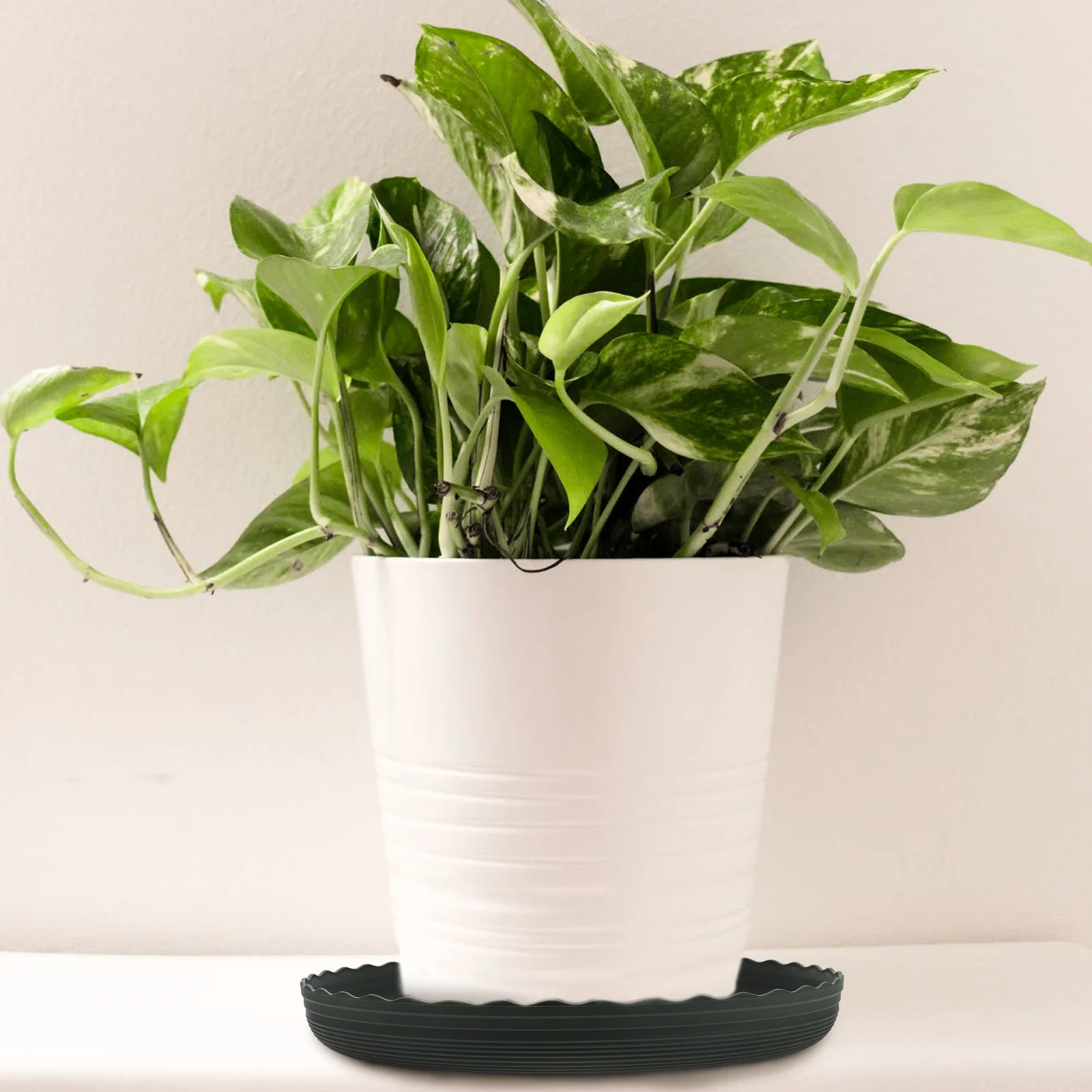 6 Pcs Flowerpot Bases Lightweight Durable Plastic Plant Pot Plates Gardening Trays Storage Water Trays Reusable
6 Pcs Flowerpot Bases Lightweight Durable Plastic Plant Pot Plates Gardening Trays Storage Water Trays Reusable