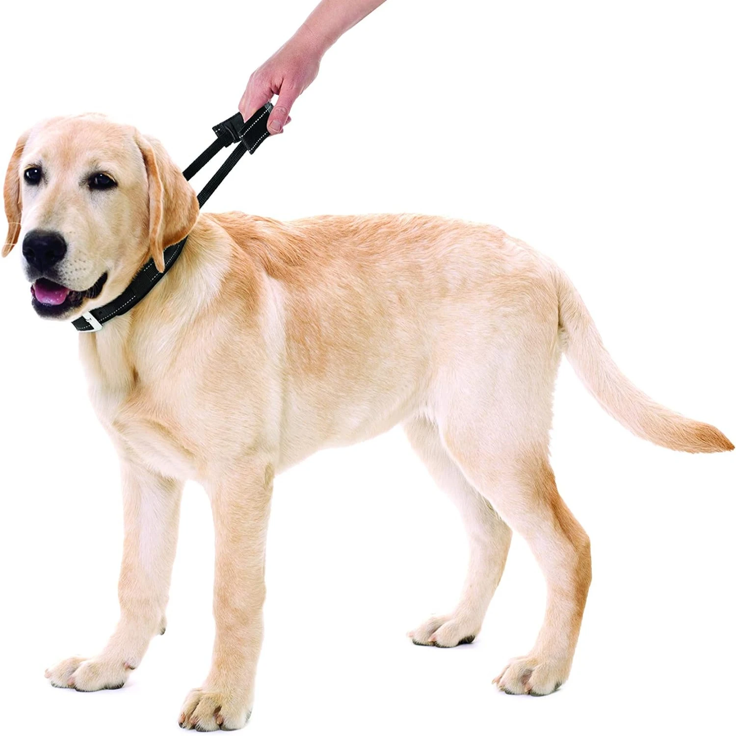 Stylish, high-quality, durable, and comfortable black padded dog collar with strong built-in quick grab handle - convenient trai
Stylish, high-quality, durable, and comfortable black padded dog collar with strong built-in quick grab handle - convenient trai