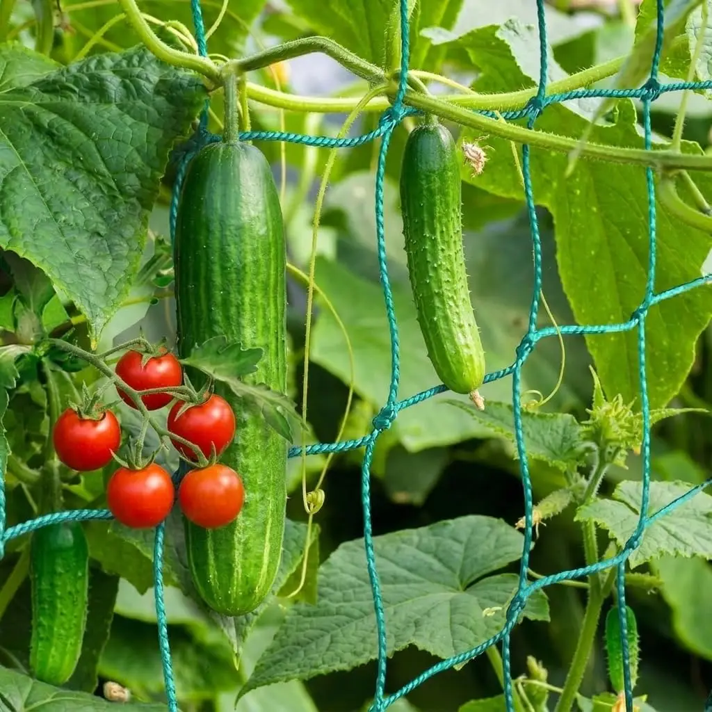 Heavy-Duty Trellis Netting 8.2x6.6ft for Climbing Plants, Cucumbers, Tomatoes, Beans - Reusable UV-Stabilized
Heavy-Duty Trellis Netting 8.2x6.6ft for Climbing Plants, Cucumbers, Tomatoes, Beans - Reusable UV-Stabilized