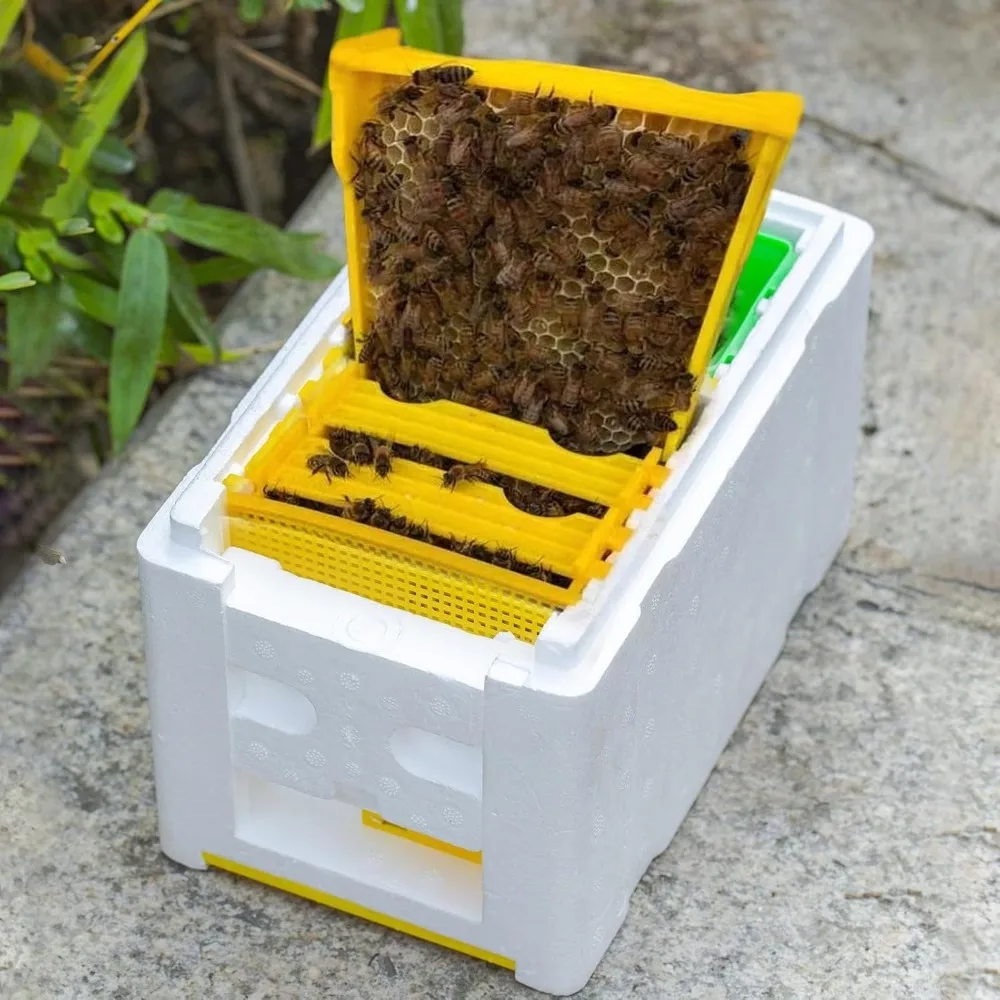 Beekeeper Garden Pollination Box, Waterproof Beekeeping Equipment Queen Bee Breeding Box, Foam Bee Hive Box Box Bee Mating Box
Beekeeper Garden Pollination Box, Waterproof Beekeeping Equipment Queen Bee Breeding Box, Foam Bee Hive Box Box Bee Mating Box