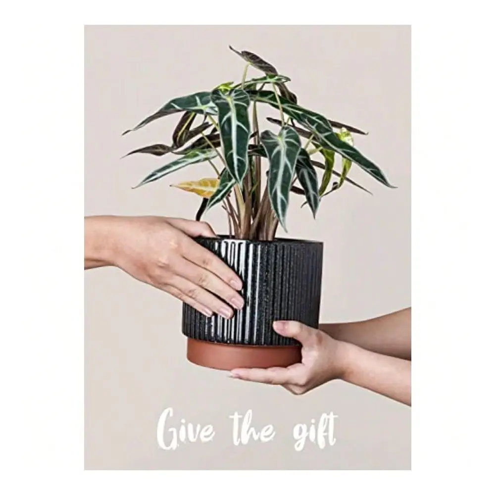 Plant Pots With Drainage Holes Set Of 3 86.75.5 Inch Stripe Garden Planter Pots For Outdoor Indoor Plants Flower Round Succulen
Plant Pots With Drainage Holes Set Of 3 86.75.5 Inch Stripe Garden Planter Pots For Outdoor Indoor Plants Flower Round Succulen