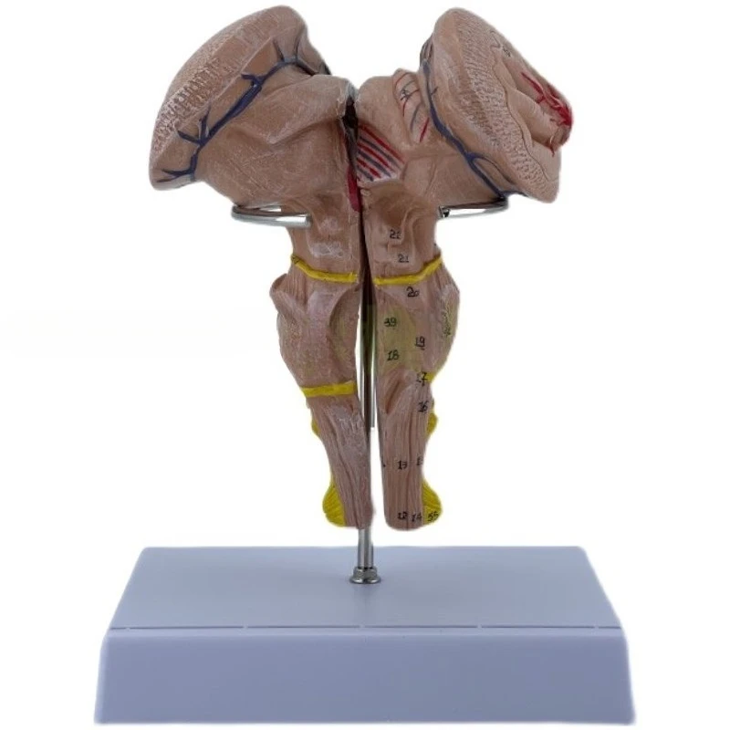 brainstem amplification model brainstem anatomical model