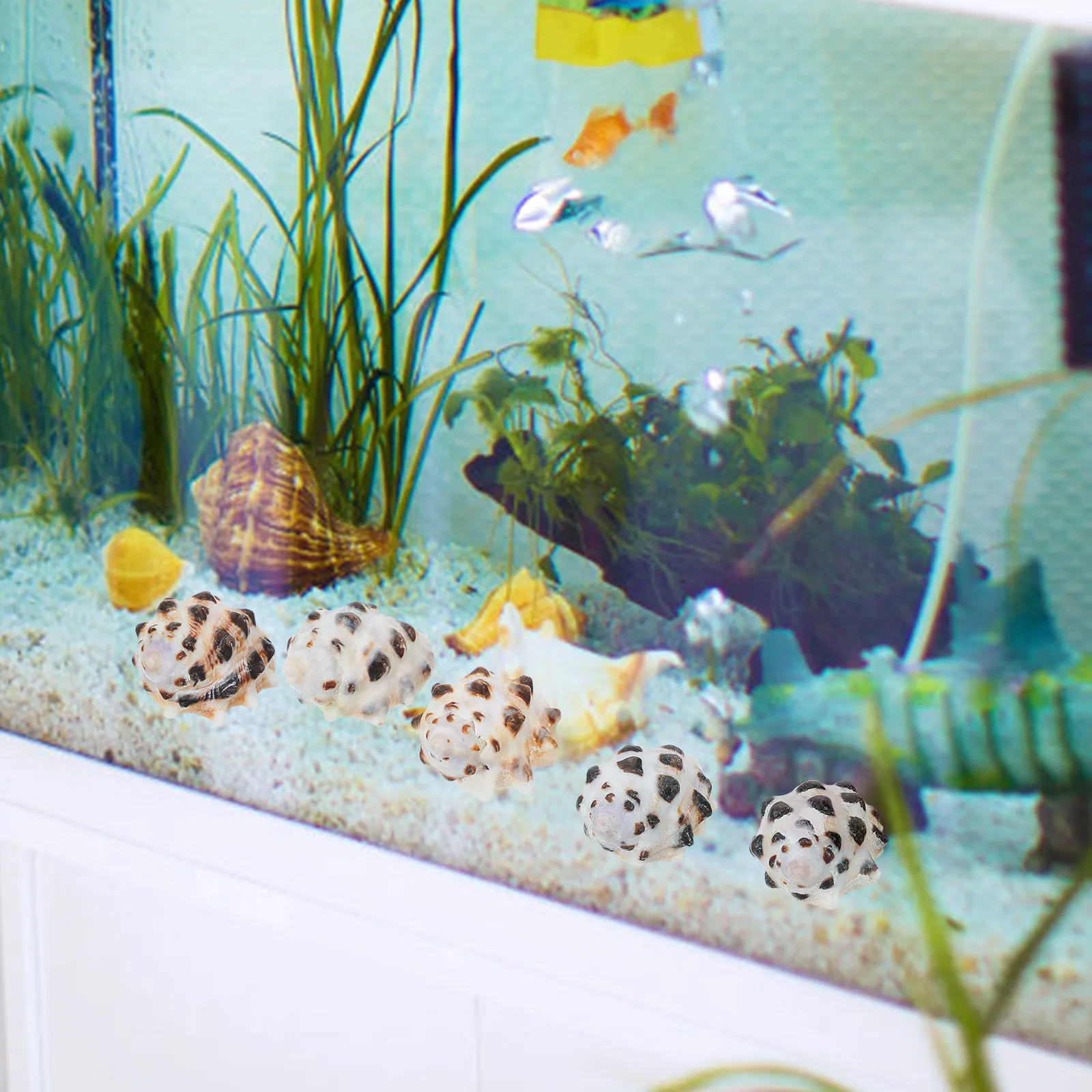 5Pcs Conch Shells Craft for Fish Tank Aquarium Decor Exquisite Creative Sea Shells Natural Landscape Ornament
5Pcs Conch Shells Craft for Fish Tank Aquarium Decor Exquisite Creative Sea Shells Natural Landscape Ornament